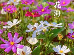-香蜜公园