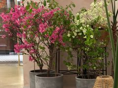 -HUATA 'Holiday Plan 花榻