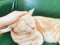 -是阿柴呀！柴犬咖啡·爱喵喵猫咖