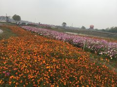 -金卉庄园