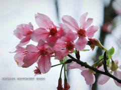 -天适樱花悠乐园