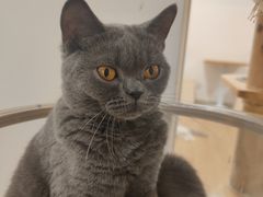 -有喵·猫咖·狗咖·30几只猫10只小狗(岗厦店)