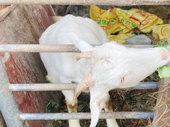 -小鱼草莓采摘园农家乐·小鱼餐厅