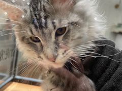 -袖虎·猫馆(体育西路店)