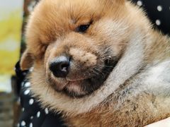 -柴犬高等学院·狗咖·柴犬售卖·宠物训练