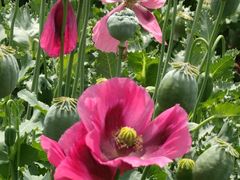 -国家植物园南园