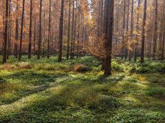 -黄海国家森林公园