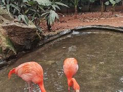 -海南热带野生动植物园