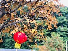 -天鹿湖森林公园