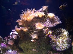 -悉尼海洋生物水族馆
