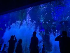 -哈尔滨波塞冬海底世界