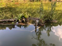 -深圳仙湖植物园