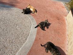 -昆山城市生态森林公园