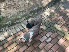 -泉州海丝野生动物世界