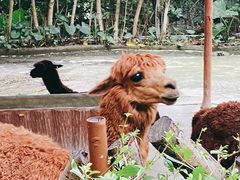 -深圳野生动物园