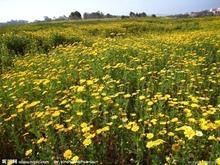 -西岭雪山大飞水景区