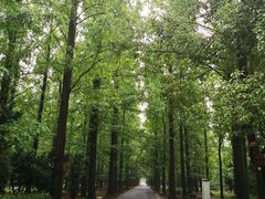 -东平国家森林公园