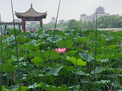 -莲花池公园