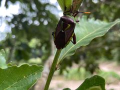 -磐安舞龙峡景区