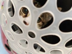 -佑安动物医院·全科·内窥镜中心(幸福巷店)