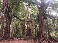 -中国科学院西双版纳热带植物园