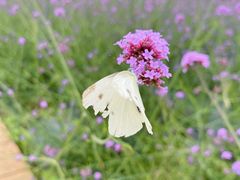 -紫颐香薰山谷景区