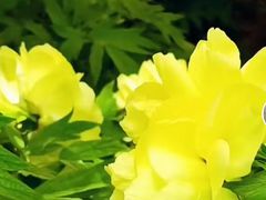-洛阳市隋唐城遗址植物园
