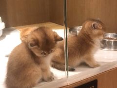 -悠尼宠物·独立低压伊珊娜洗护·美容·寄养(兰谷路店)