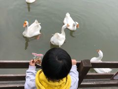 -田园东方蜜桃村的田野营地