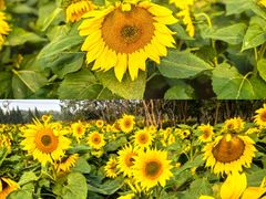 -汉长安城未央宫国家考古遗址公园