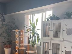 -东方名猫馆·英短金渐层布偶猫舍(环线广场1号楼店)