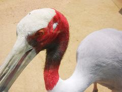 -盐城丹顶鹤湿地生态旅游区