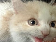 -糯米喵星人总部直营旗舰店·猫舍·幼猫出售