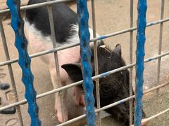 -上海滴水湖皇冠假日酒店