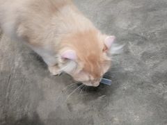 -瞄一喵猫咖(格力海岸店)