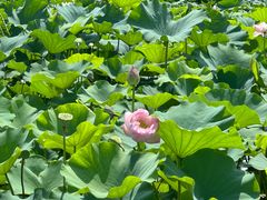 -荷塘月色湿地公园·向阳花洲