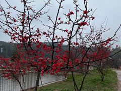 -绵阳盛世樱花悠乐谷