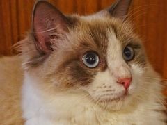 -喵园·猫主题咖啡厅·撸猫·猫咖(国贸店)