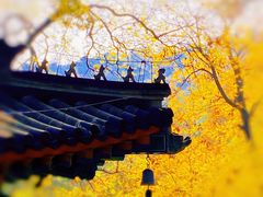 -香山公园