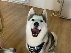 -Husky Go! 哈士奇体验馆·宠物咖啡厅狗咖