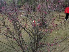 -神光山国家森林公园