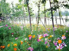 -艾溪湖湿地公园