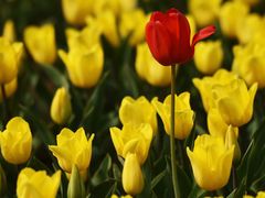 -大宁郁金香公园-停车场