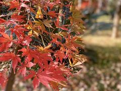 -剑河仰阿莎温泉小镇