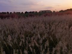 -映月湖中央公园