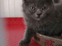 -我爱猫咪·猫咖·狗咖·安哥拉兔·羊驼咖(小寨华旗店)