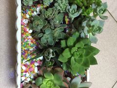 -秦美花卉(天朗·莱茵小城2期店)