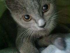 -佳雯宠物医院(四明中路分院)