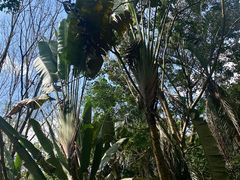 -海南热带野生动植物园