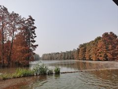 -池杉湖湿地公园